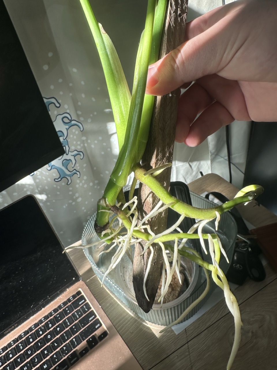 Monstera Deliciosa – 3/21/26